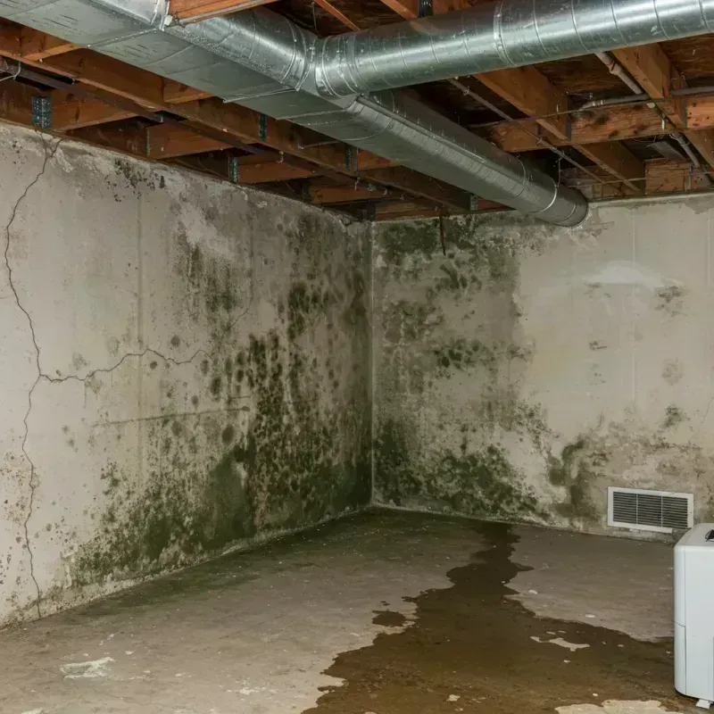 Professional Mold Removal in Goodwater, AL